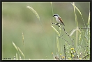 Grauwe Klauwier, Red-backed Shrike, Lanius collurio Location: Molivos, Greece (Lesbos) grauwe klauwier 7D 8891 kopie